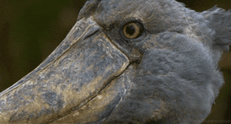 You What Staring Bird GIF