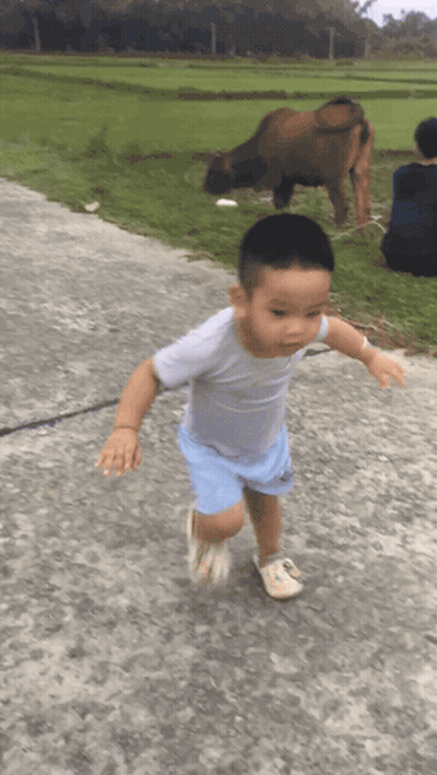 Young Boy Running Past Grazing Cow GIF