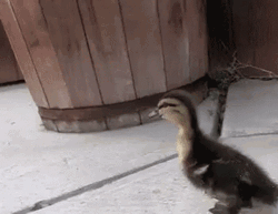 Young Duck Waddle GIF