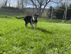 Young German Shepherd GIF