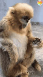 Young Gibbon Eating GIF