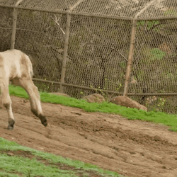 Young Horse Running Fun GIF