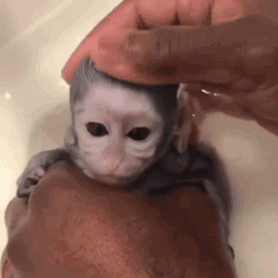 Young Monkey Swimming Rubbing His Head GIF