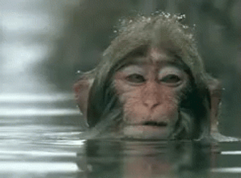 Young Monkey Swimming While Snowing GIF