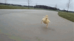 Young Yellow Duck Waddle GIF