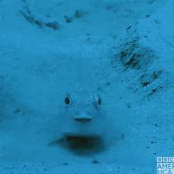Your Puffer Fish Trying To Start It's Engines GIF