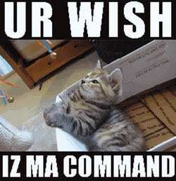 Your Wish Is My Command Sleepy Cat GIF