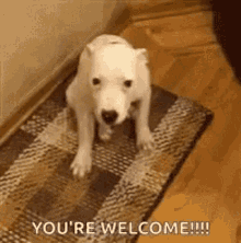 Youre Welcome Funny Dog Grinning GIF