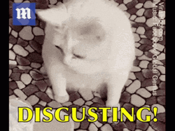Yuck Cat Disgusting  GIF