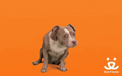 Yum Hungry Pup Licking Mouth GIF