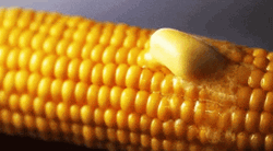 Yummy Buttered Corn In A Cob GIF