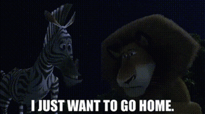 Zebra And Bear Saying I Just Want To Go Home GIF