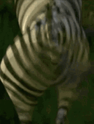 Zebra Big Back Legs GIF