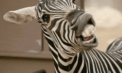 Zebra Showing Off Its Teeth GIF