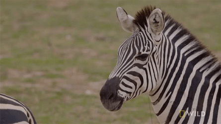 Zebra Slow Look Back  GIF