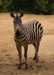 Zebra Standing And Staring GIF