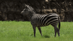 Zebra Staring Then Eating Grass GIF