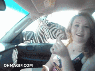 Zebra GIF