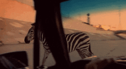 Zebra Walking On The Streets GIF