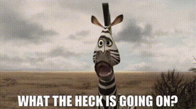 Zebra With Mouth Open Saying What The Heck GIF