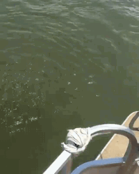 Zimbabwe Crocodile GIF