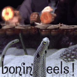 Zlaskewicz Bonineels Drums GIF