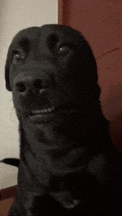Zone Out Ptsd Dog GIF