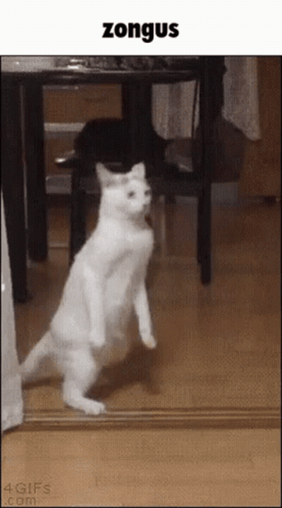 Zongus GIF