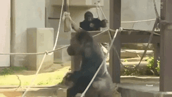 Zoo Gorilla Pounding Chest