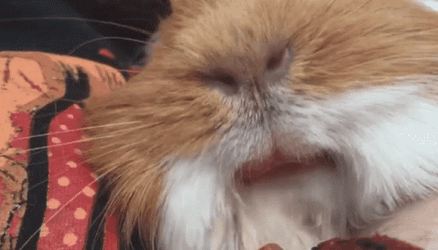 Zoom In Peruvian Guinea Pigs GIF